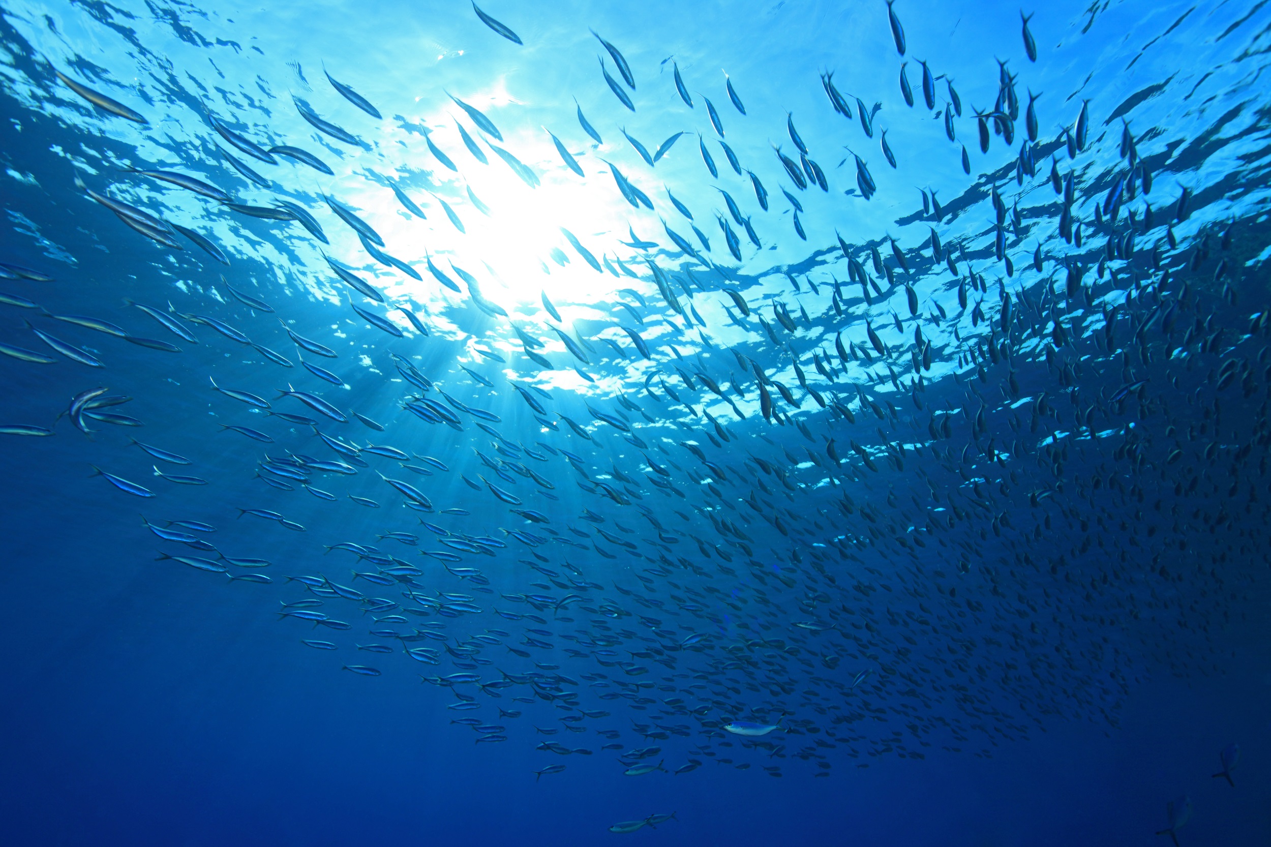 La disparition du plancton entraîne celle des poissons avec lui. © aquapix, Adobe Stock
