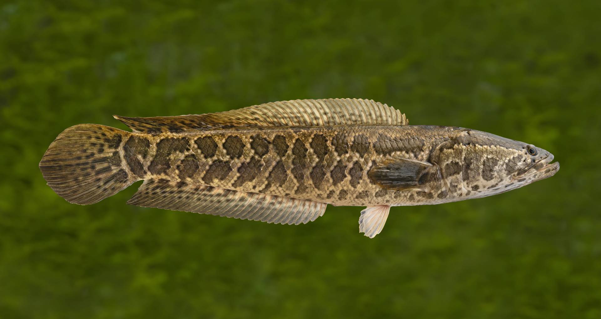 Un poisson serpent de la famille des Channidae. © FedBul, Adobe Stock