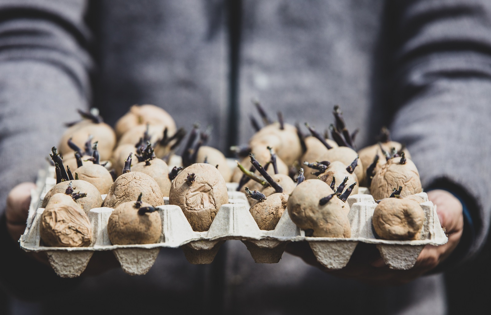 Tubercules de pommes de terre germés. © M.Dörr &amp; M.Frommherz, Adobe Stock