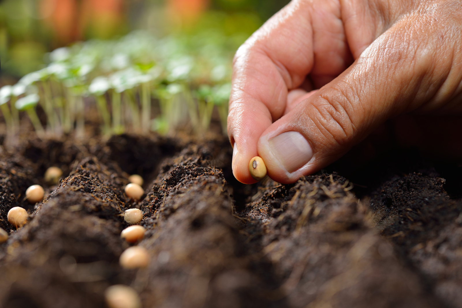 Plantez ces légumes maintenant pour un potager productif dès le printemps. © Amenic181, iStock