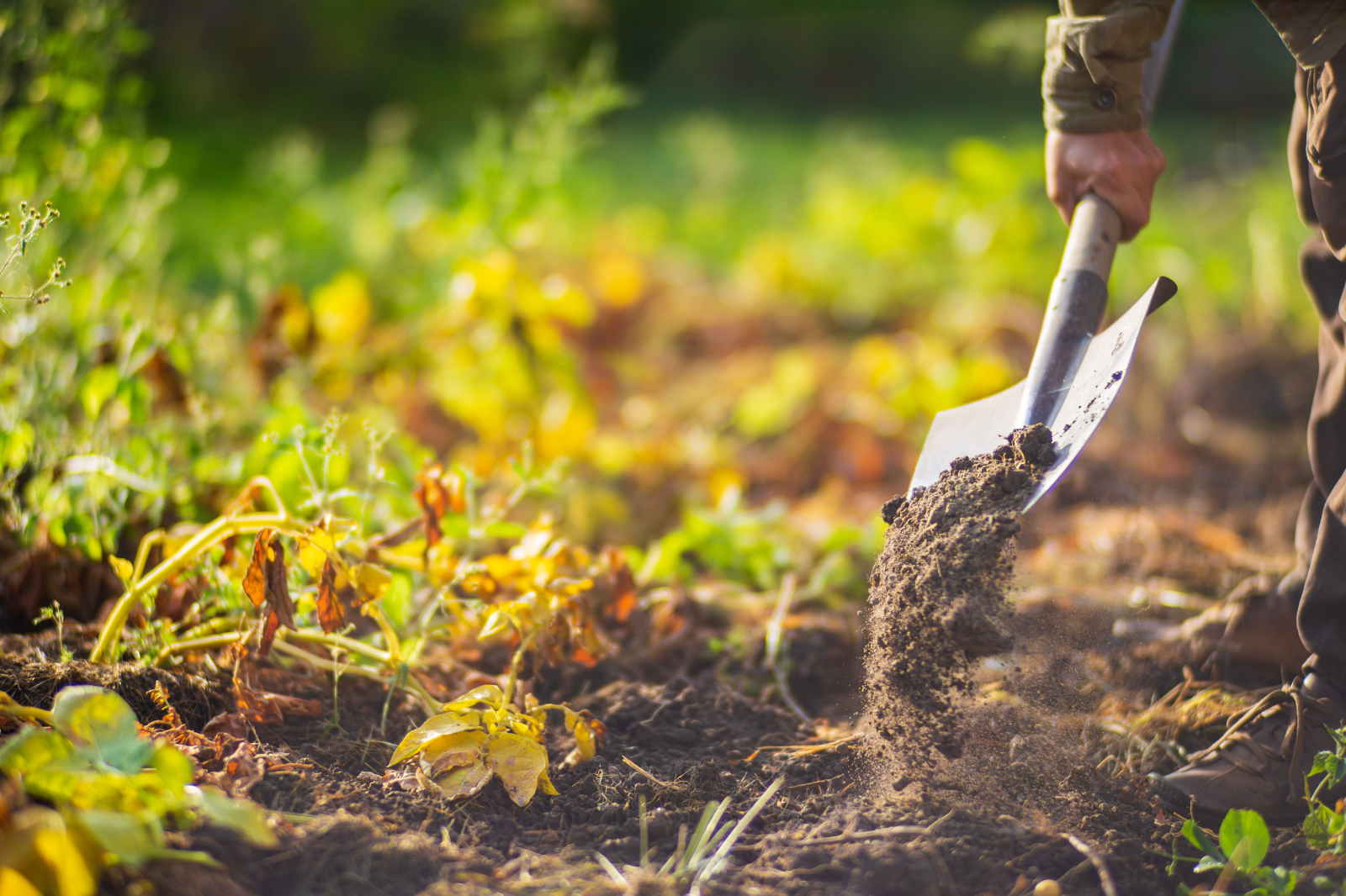 En septembre, potager et jardin ont encore besoin de vous ! © shaploff, Adobe Stock