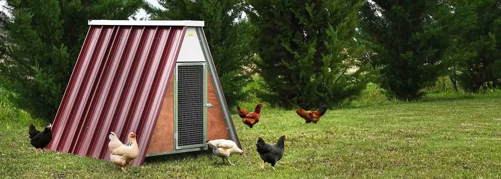 Voici le poulailler Ferranti, surélevé, équipé pour 12 ou 20 poules avec un toit isolant, offrant une parfaite protection contre prédateurs et les variations de température, aussi bien en hiver qu'en été. © Ferranti