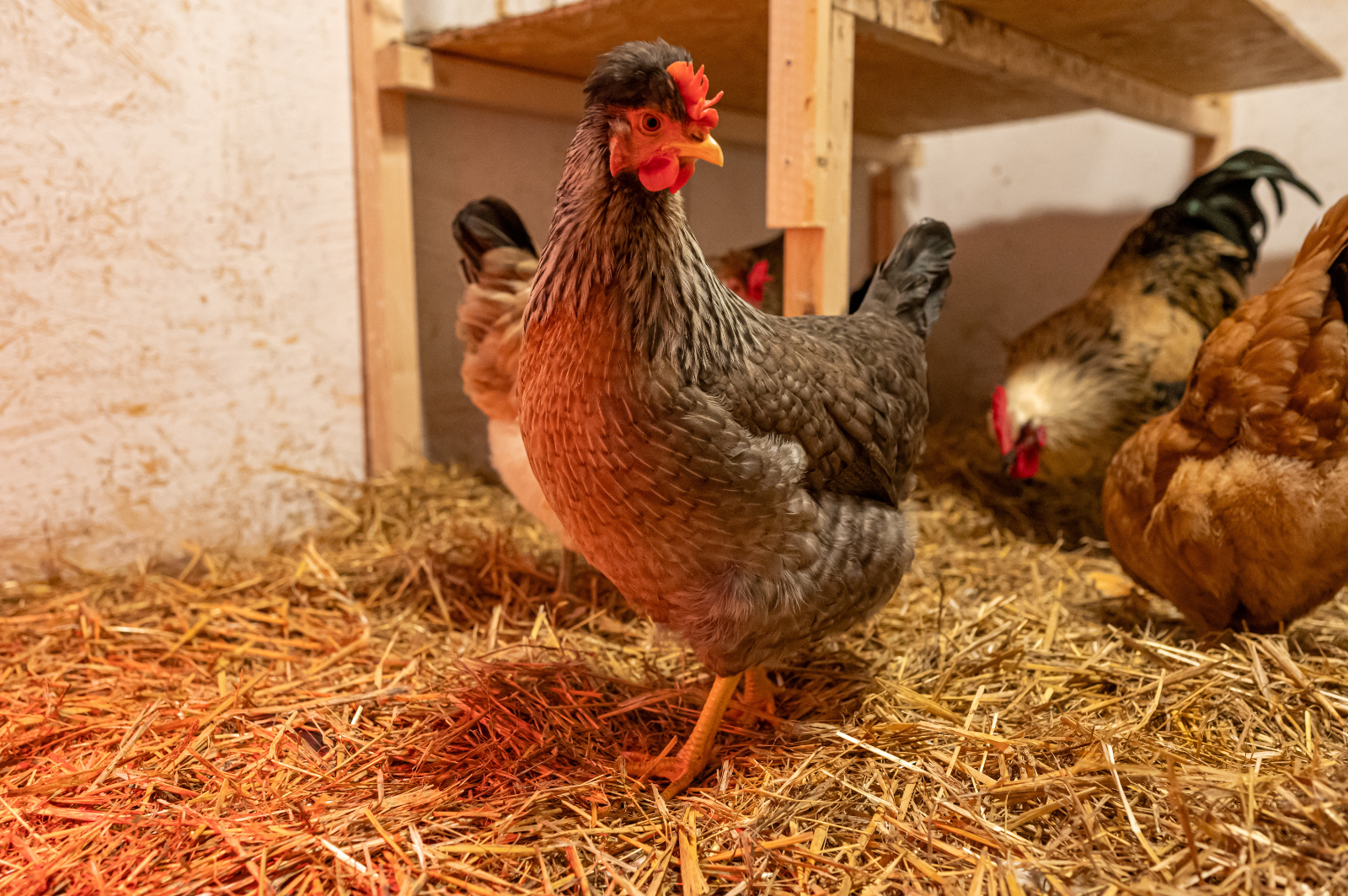 Que faire pour assurer confort et santé à vos poules cet hiver ? © Jonas, Adobe Stock