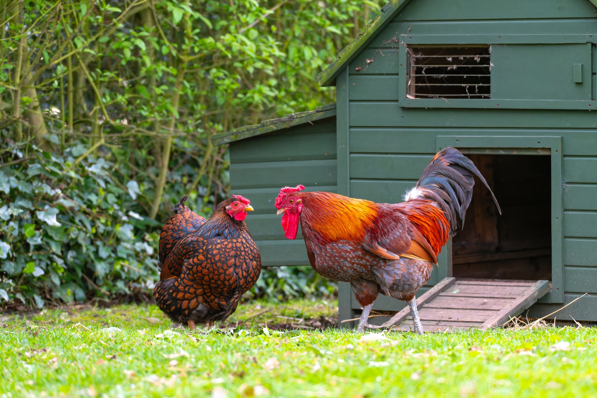 Il existe un risque sanitaire méconnu si l'on possède des poules dans son jardin. © Nick Beer, Adobe Stock