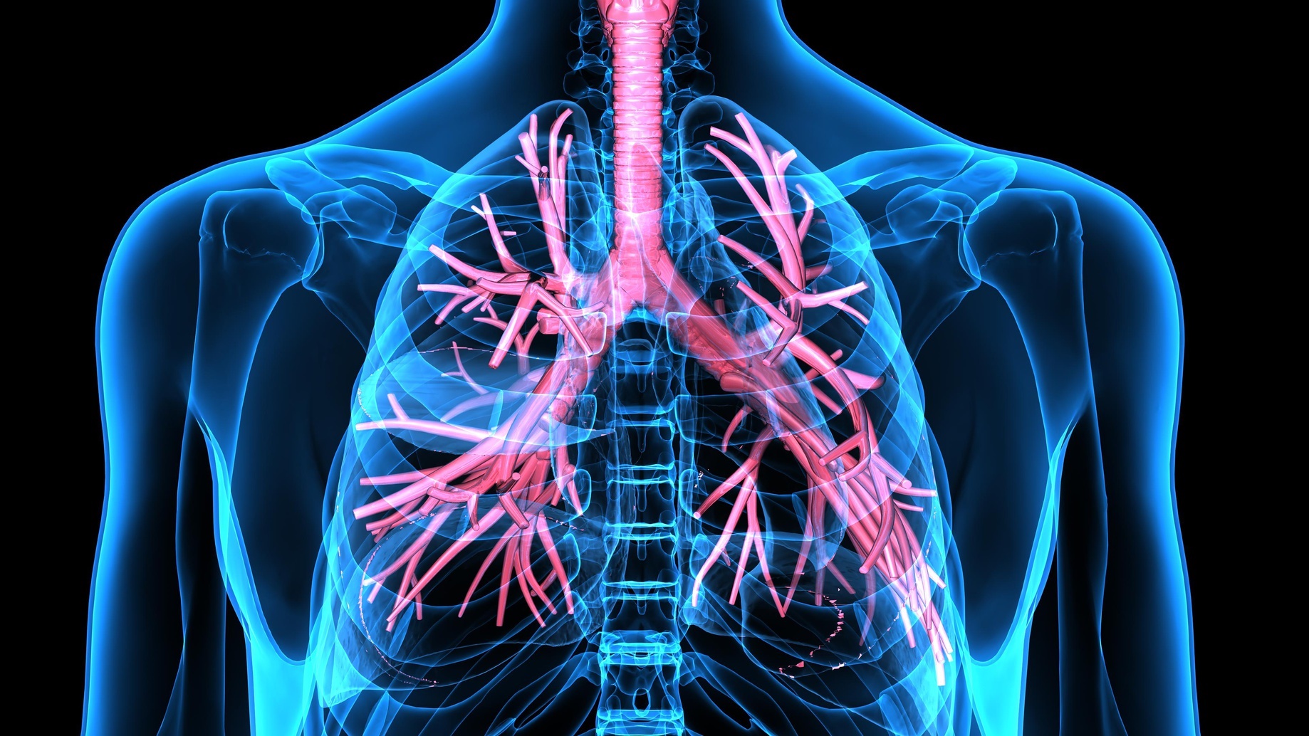 Les poumons n’ont pas qu’un rôle respiratoire : leurs vaisseaux seraient le site d’une importante production de plaquettes sanguines. © PIC4U, Fotolia