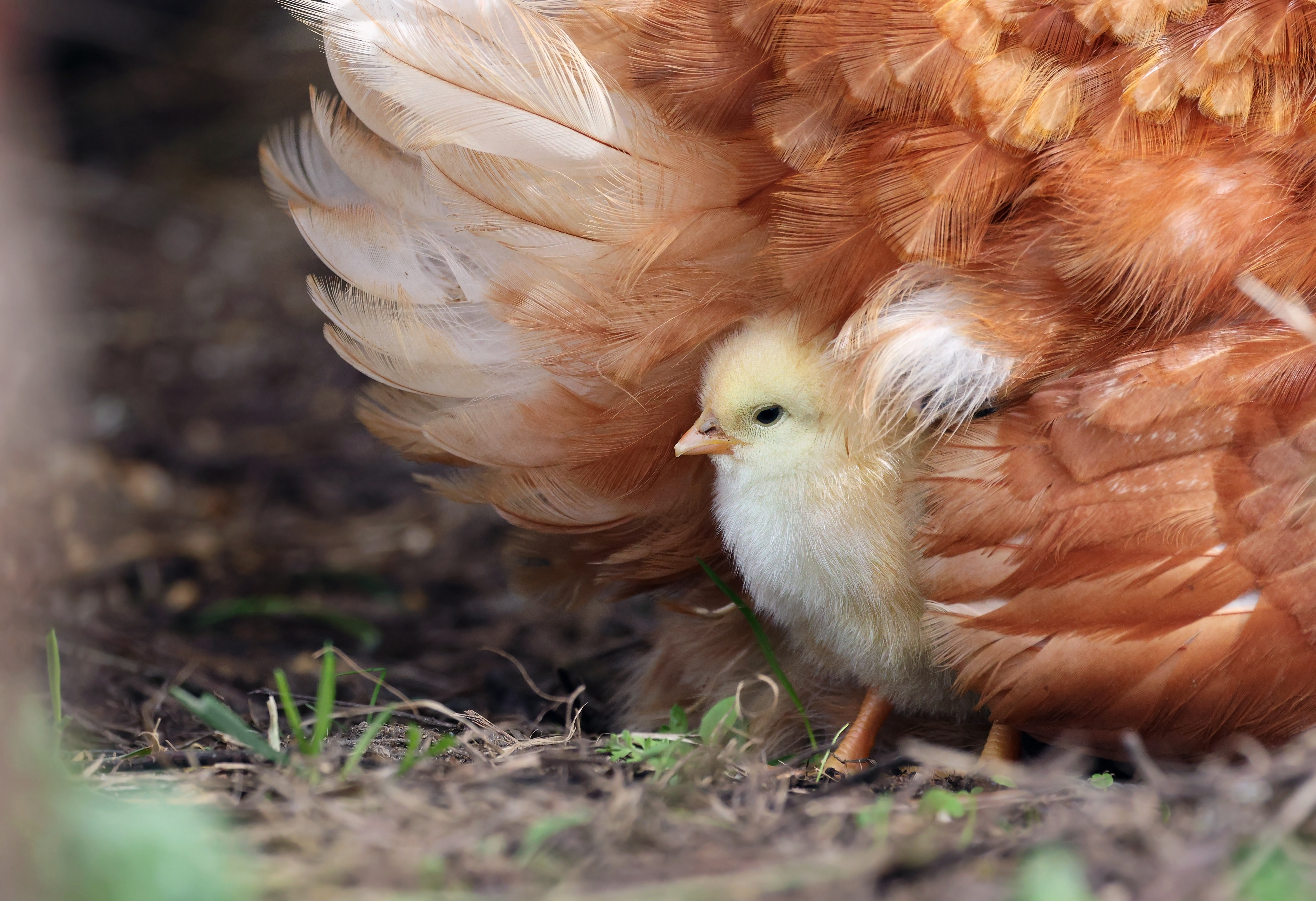 La vaccination est la principale méthode de prévention des épidémies de grippe aviaire chez les poulets. Toutefois, son efficacité est limitée car le virus de la grippe aviaire évolue rapidement. © Fernando, Adobe Stock