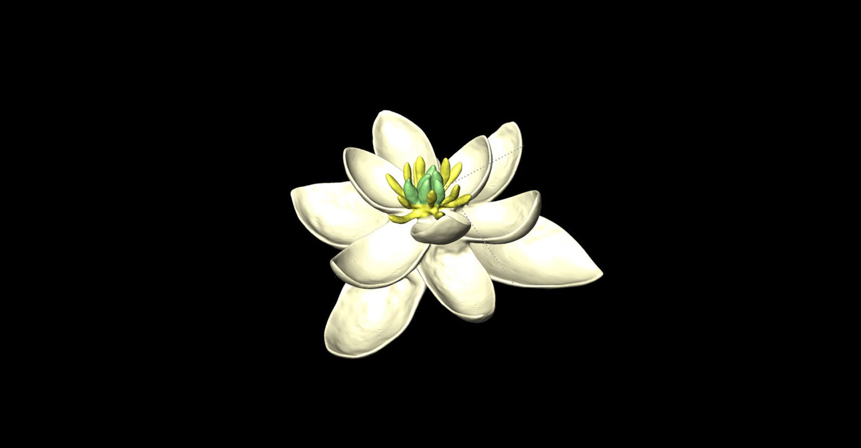 L'ancêtre de toutes les fleurs était hermaphrodite. Ici, modèle de la fleur ancestrale. © H. Sauquet, J. Schönenberger, CNRS