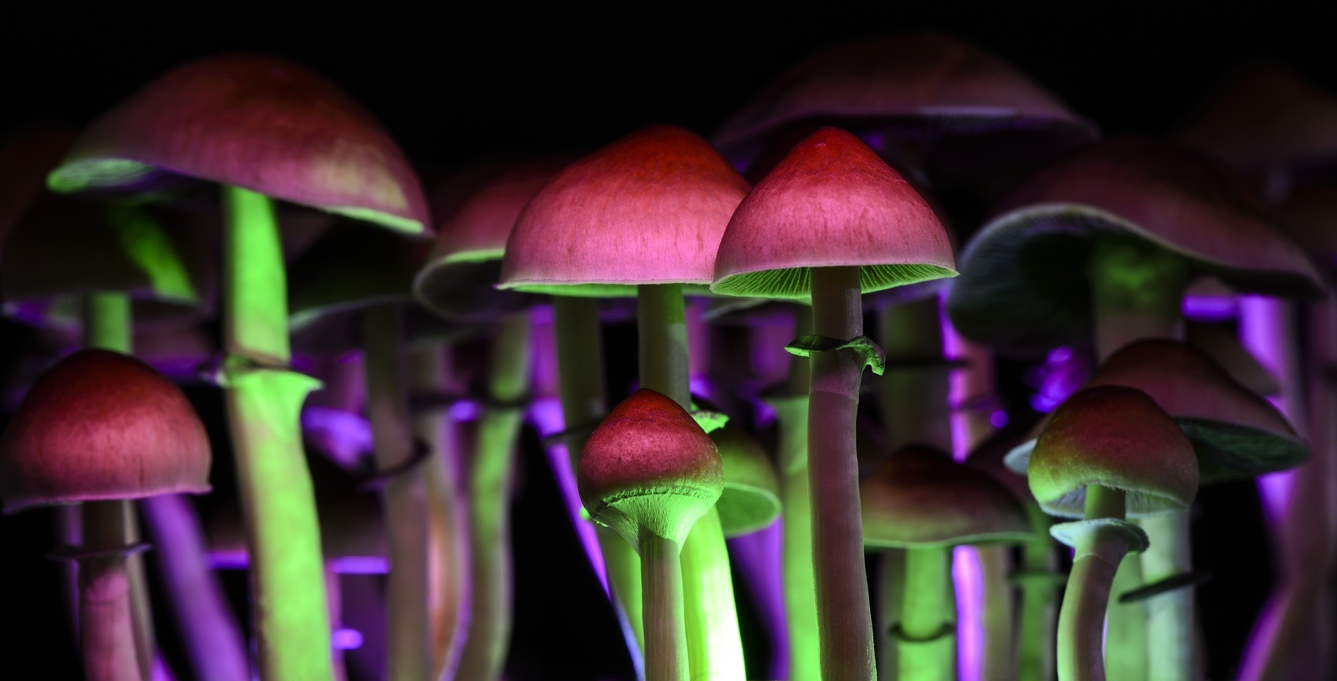 À quoi servent les champignons hallucinogènes dans la nature ? © Martina, Fotolia