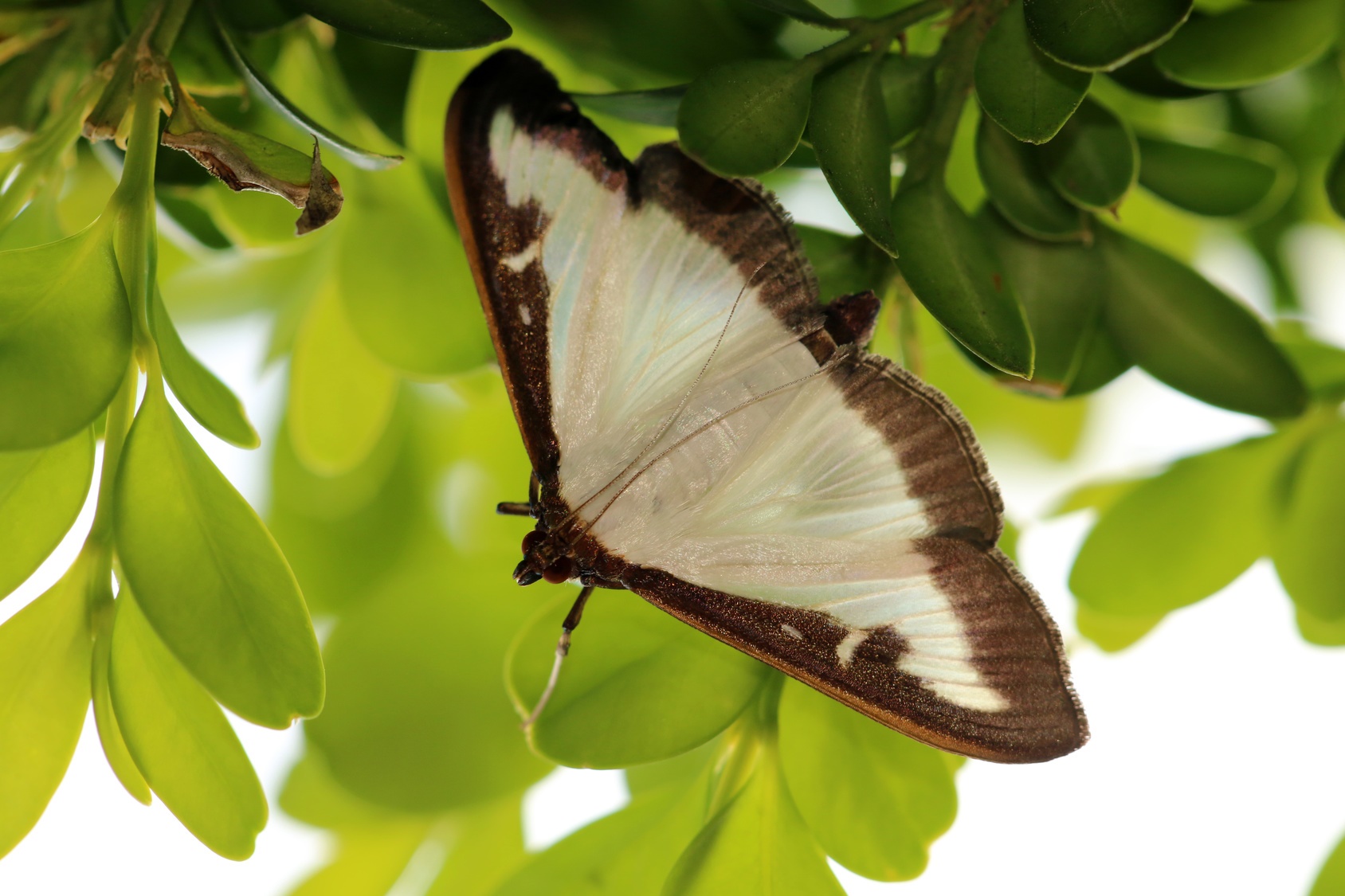 La pyrale du buis est un bien joli papillon mais elle fait des ravages dans les buis. © Eileen Kumpf, Fotolia