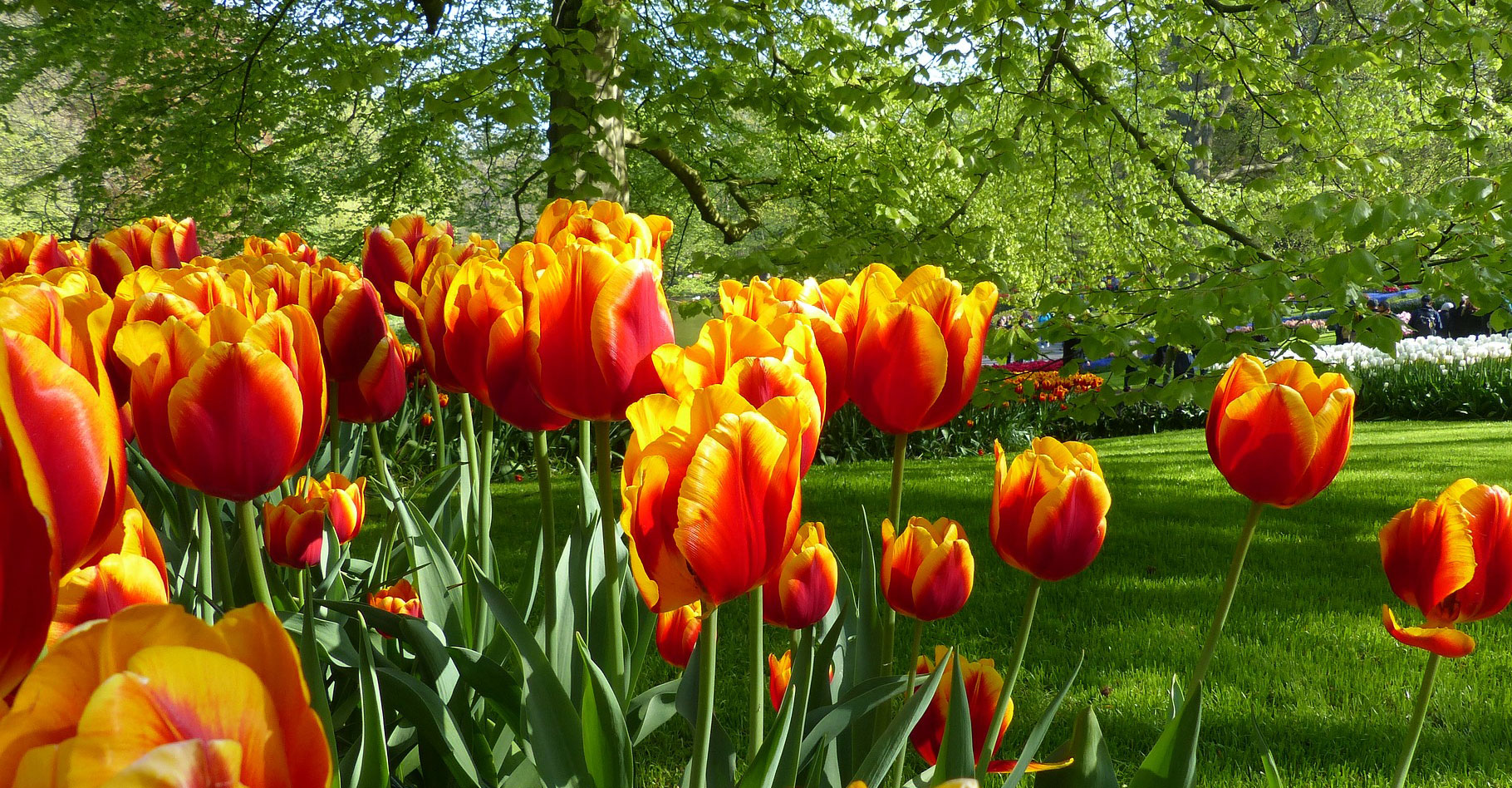 Champ de tulipes au Jardin de Keukenhof, Hollande. © Jovanel, Pixabay, Domaine Public