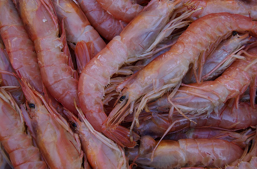 Près de 3,4 millions de tonnes de crevettes sont pêchées chaque année : une activité qui génère huit milliards d'euros.&nbsp;© Matias-Garabedian, Flickr, cc by sa&nbsp;2.0