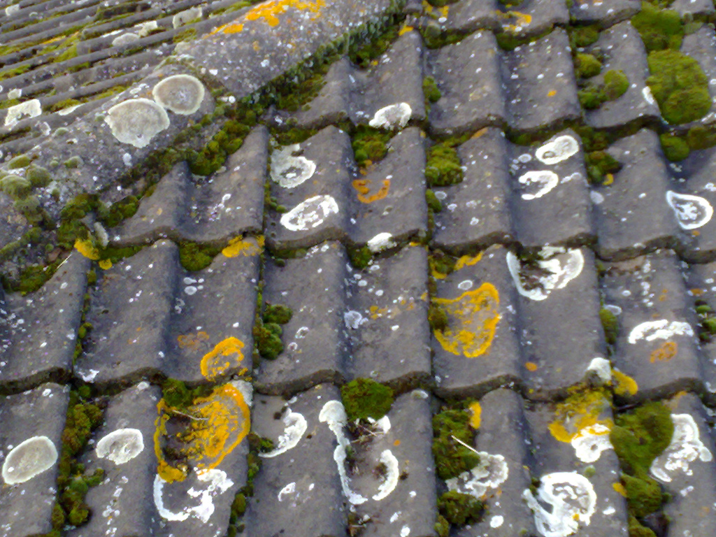 Pour éviter qu'une toiture soit colonisée par la mousse, il faut la traiter avec de l'antimousse. © pigsonthewinguk, Flickr, CC BY 2.0