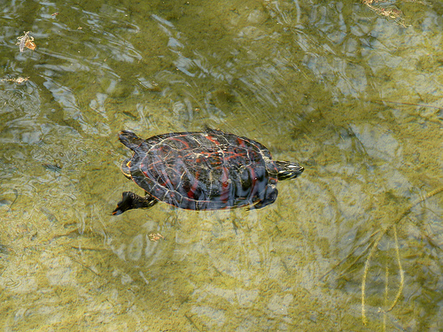 La tortue de Floride est une espèce invasive.  © Matrok, Flickr, DR