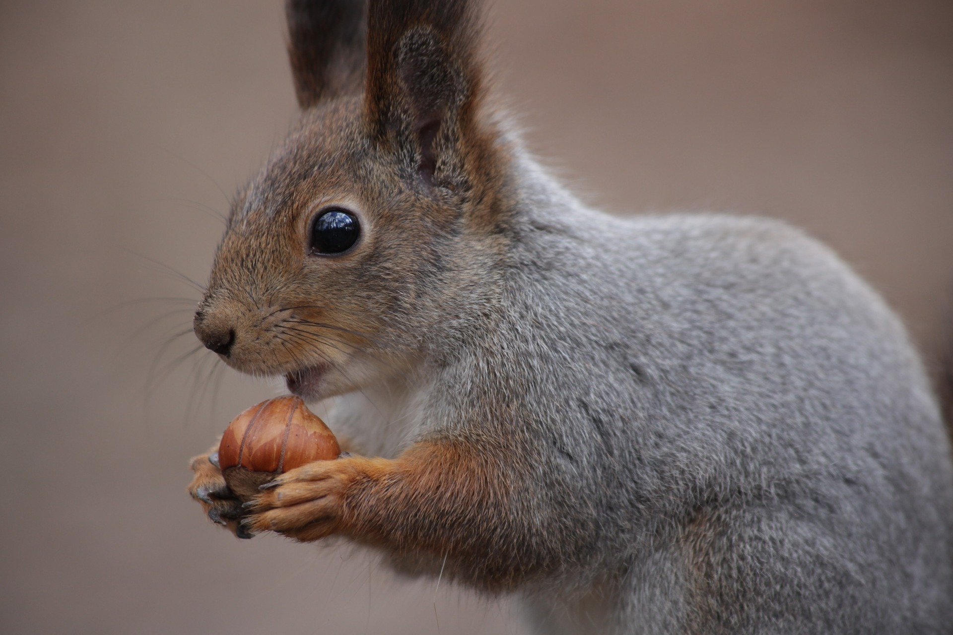 L’écureuil choisit soigneusement les emplacements de ses cachettes. © anya1, Pixabay