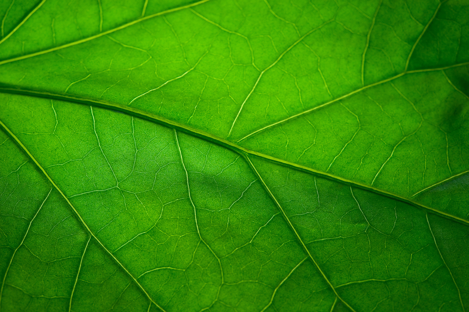 Quiz : la couleur verte © Nik_Merkulov, Adobe Stock