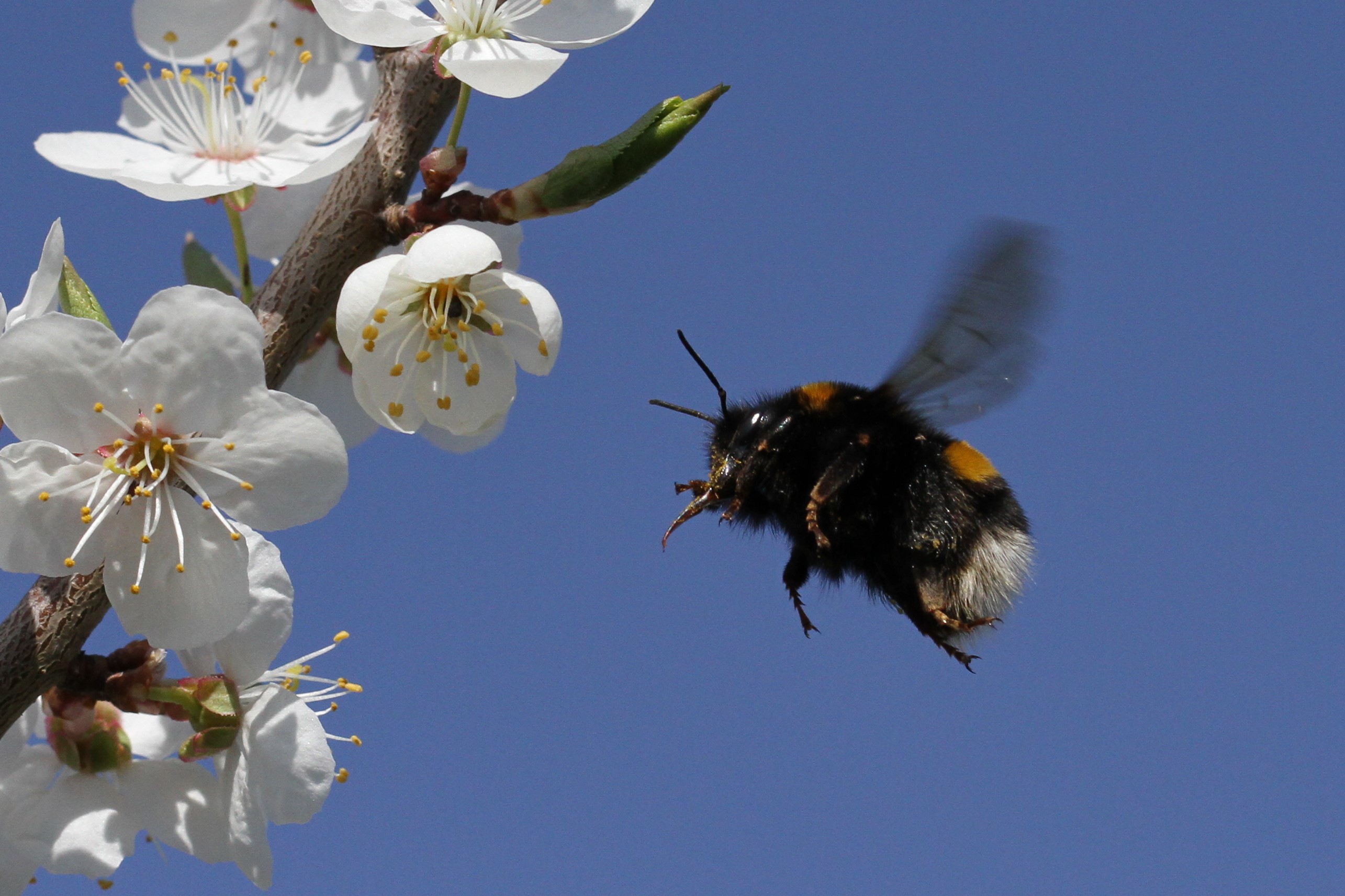 Certains arbres fournissent pollen et nectar en quantité aux abeilles pour nourrir la ruche et fabriquer leur miel. © Peyman Zehtab Fard, Flickr
