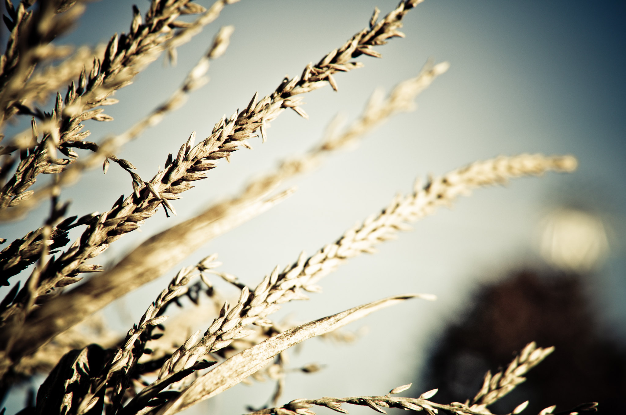 Il existe une immense variété de céréales dans le monde, mais seules quelques-unes sont cultivées à grande échelle. © Seoulful Adventures, Flickr
