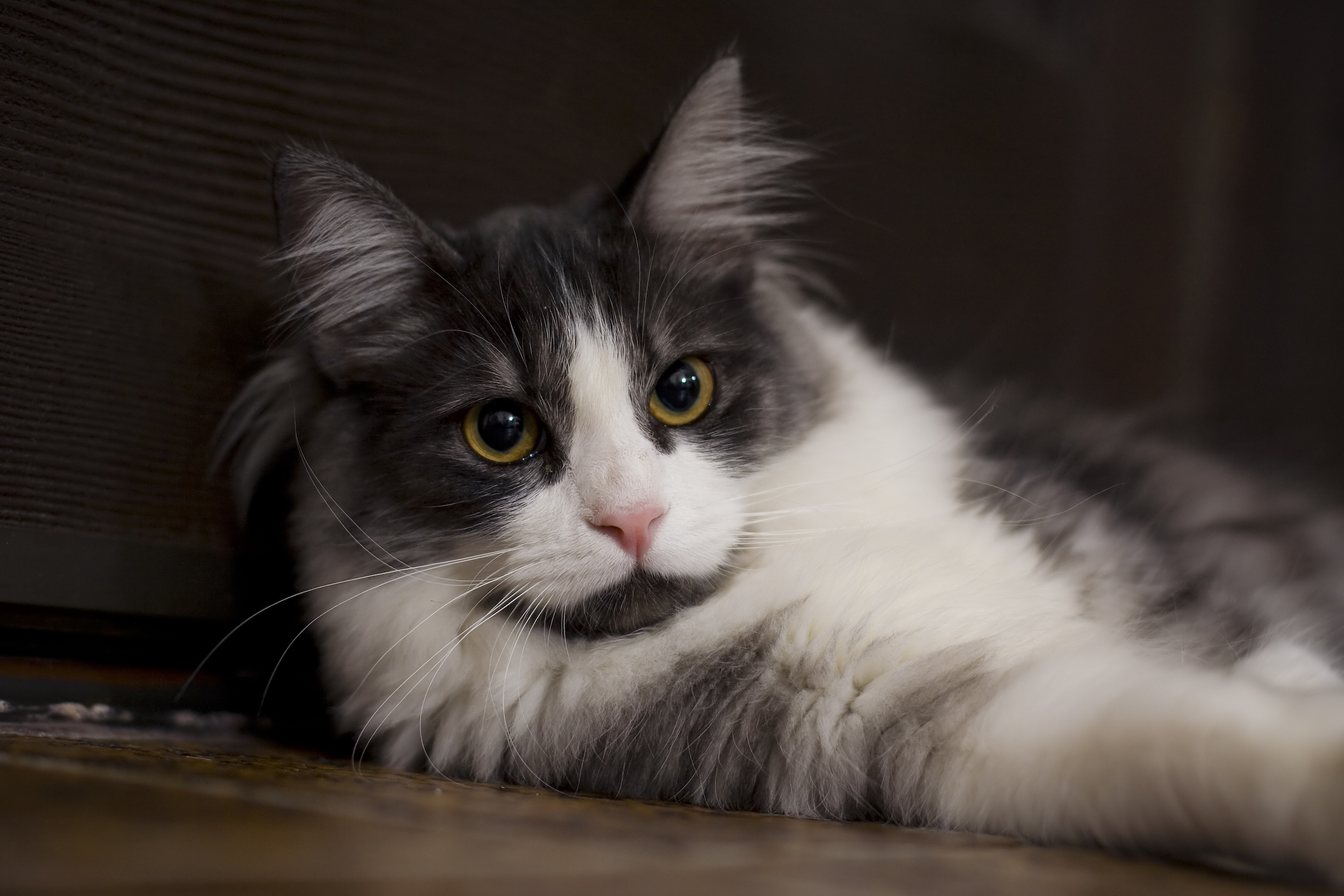 Le chat s’adapte parfaitement à la vie en appartement. © Ryan, Flickr