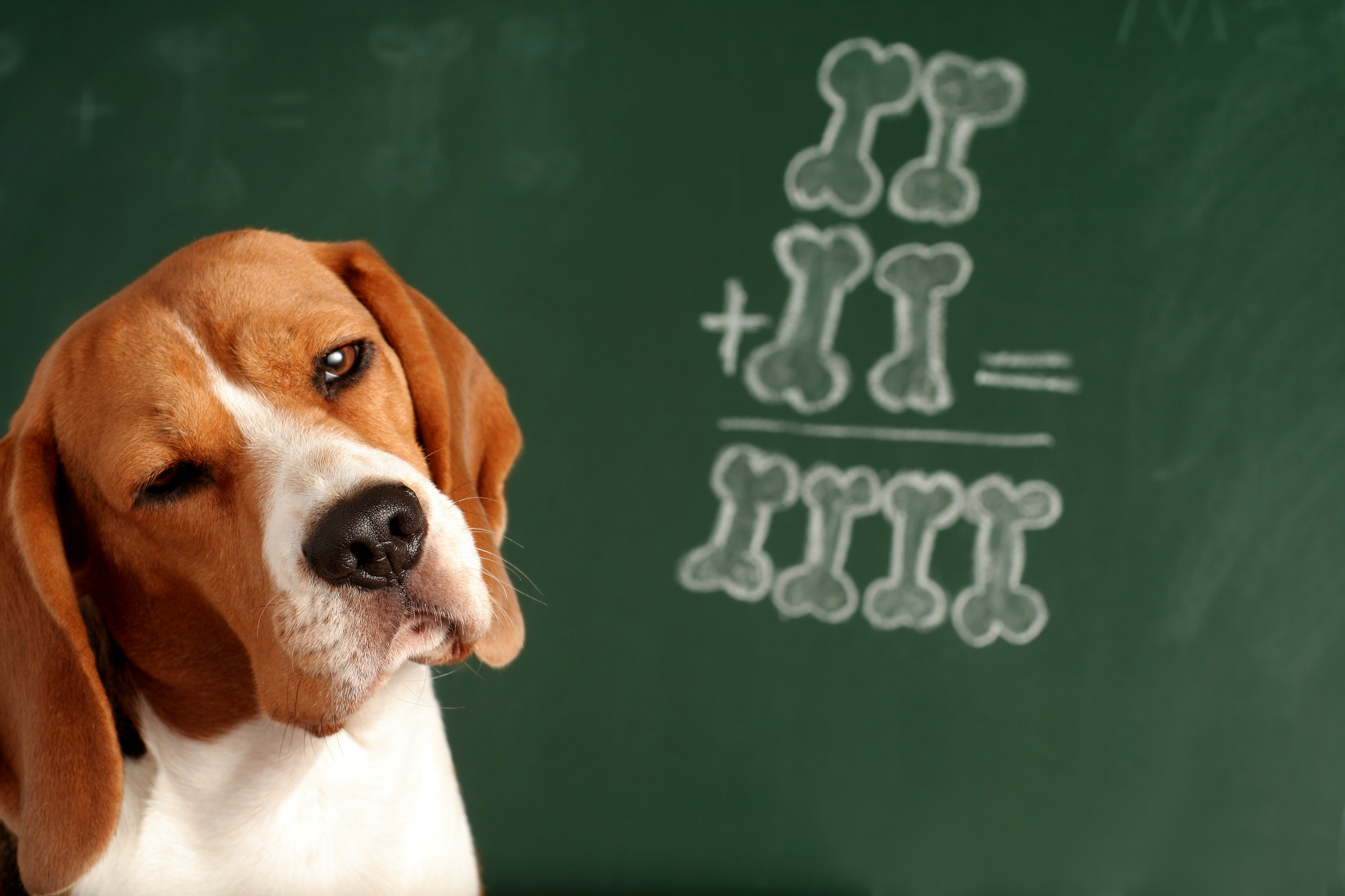 Les races de chien les plus intelligents. © jivimages, Adobe Stock