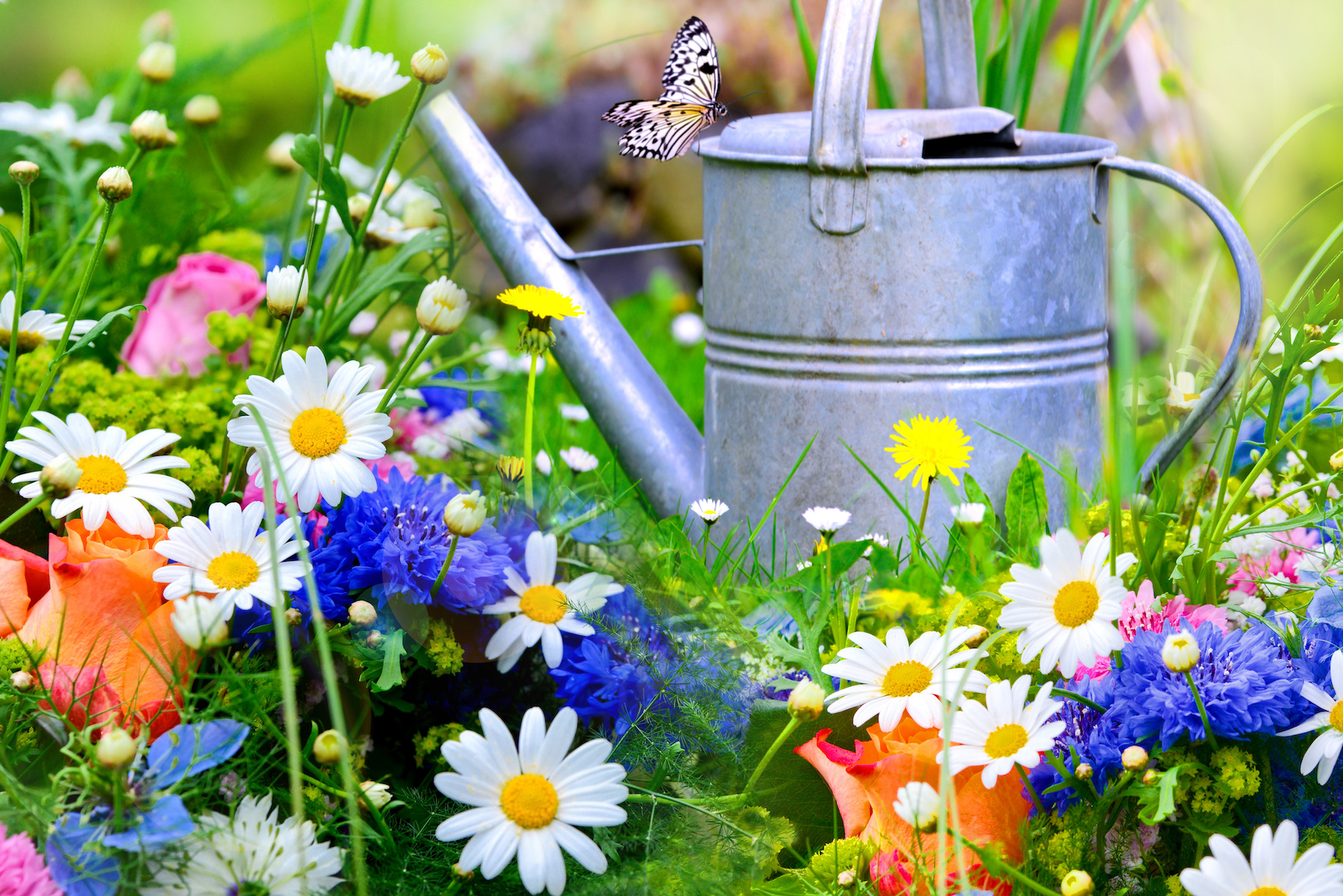 Un jardin composé d'un ensemble de belles fleurs © TheWaterMeloonProjec, Adobe Stock