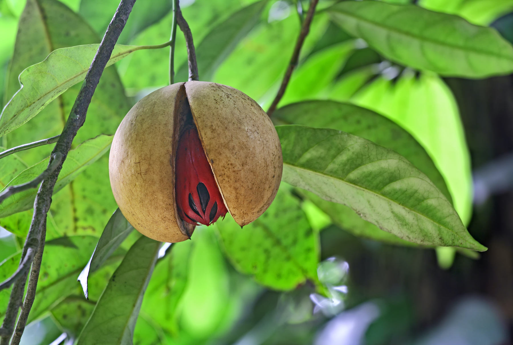 Une noix de muscade. © natmat, Adobe Stock