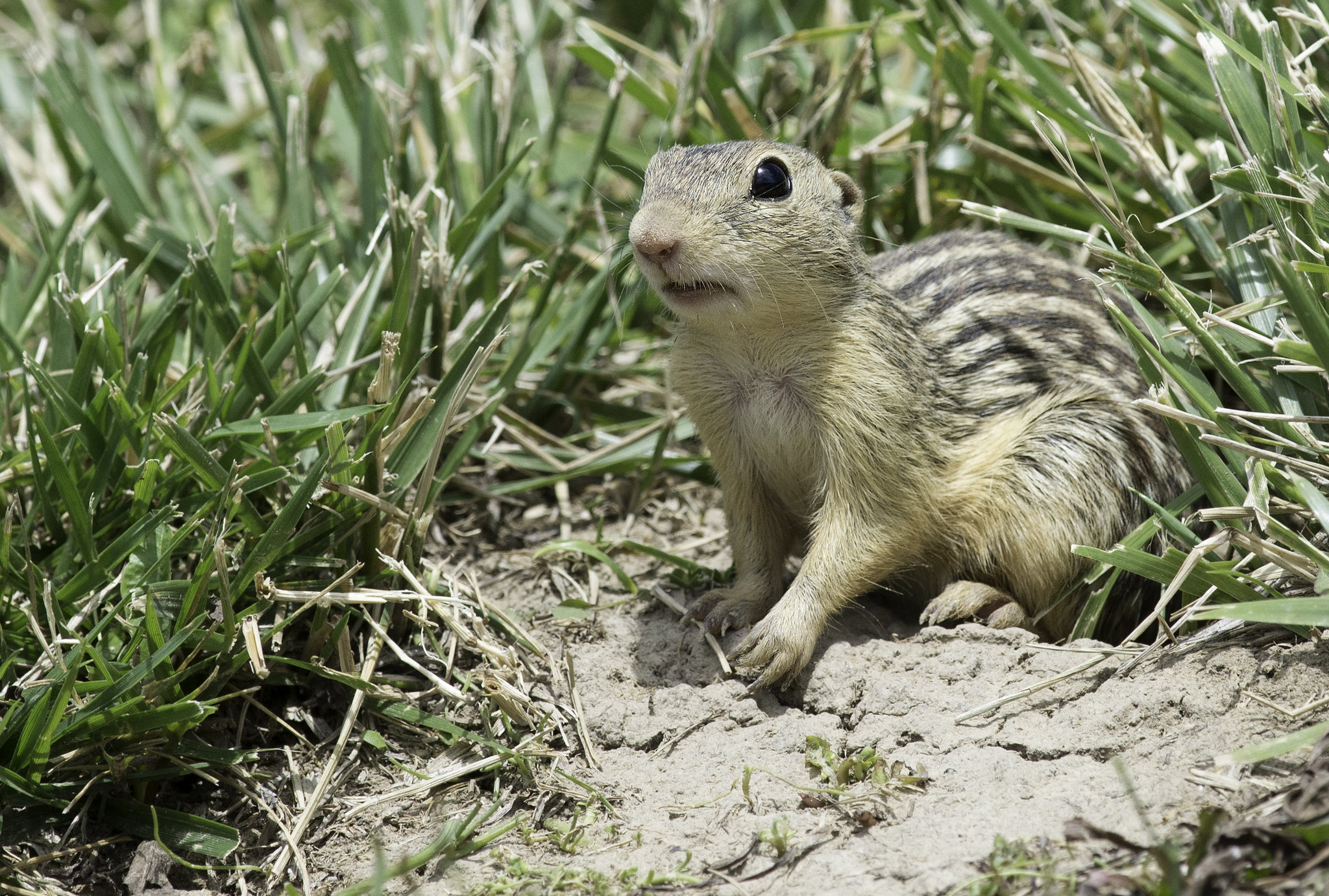 Le spermophile rayé est un écureuil terrestre qui peut hiberner jusqu’à huit mois sans boire. © Kelly Colgan Azar, Flickr