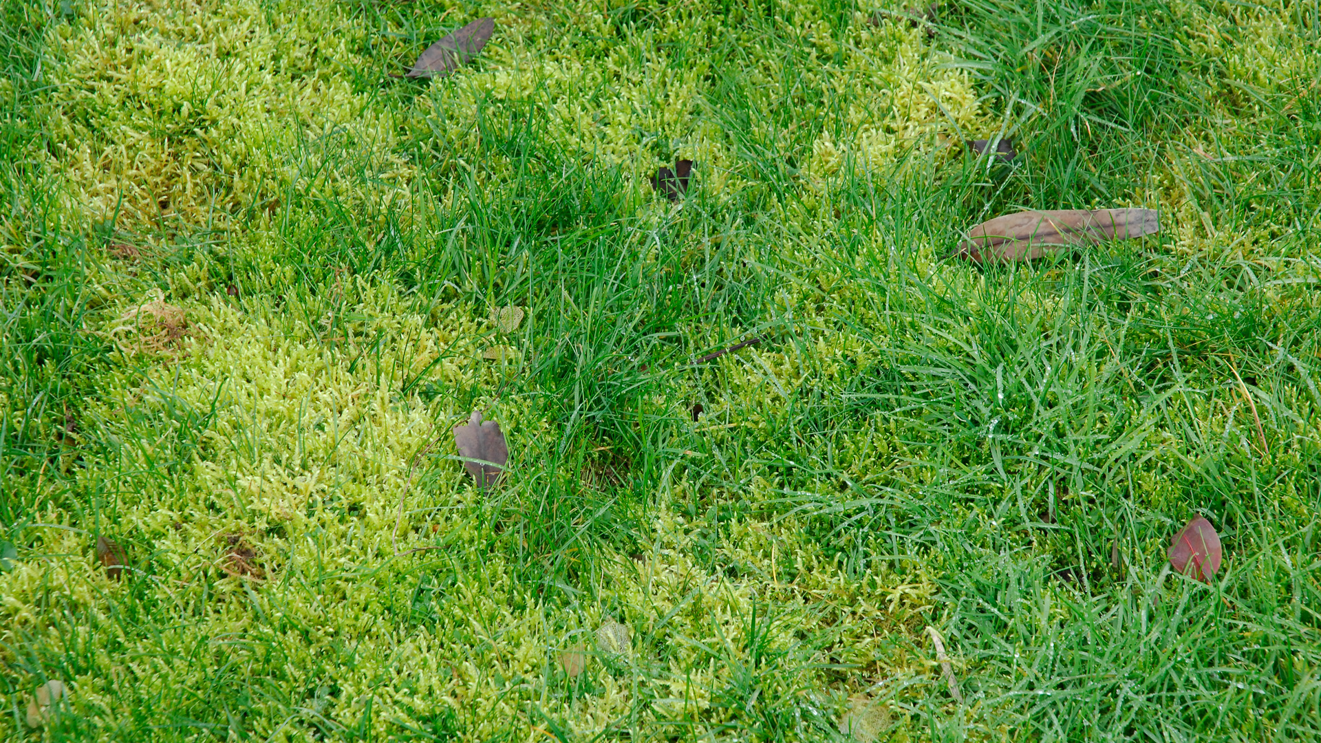 Une pelouse envahie par la mousse. © DR