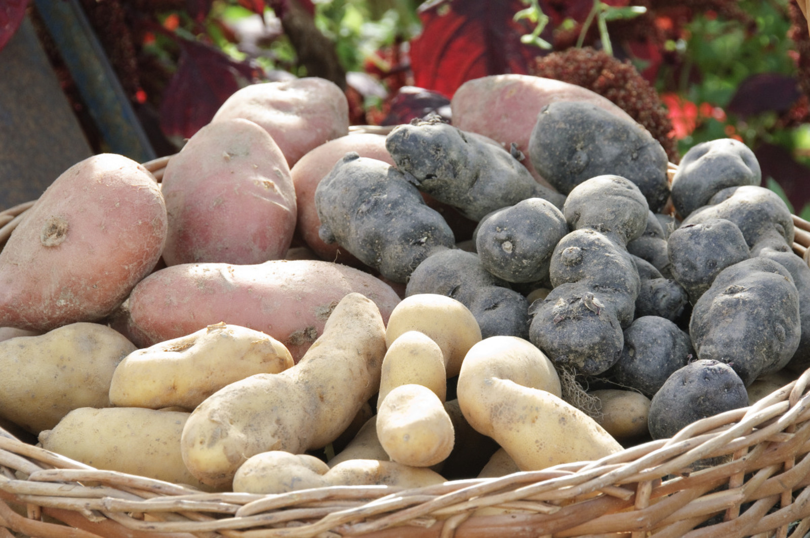 Pommes de terre 'Désirée', 'Vitelotte' et 'Ratte'. © F. Marre, Rustica