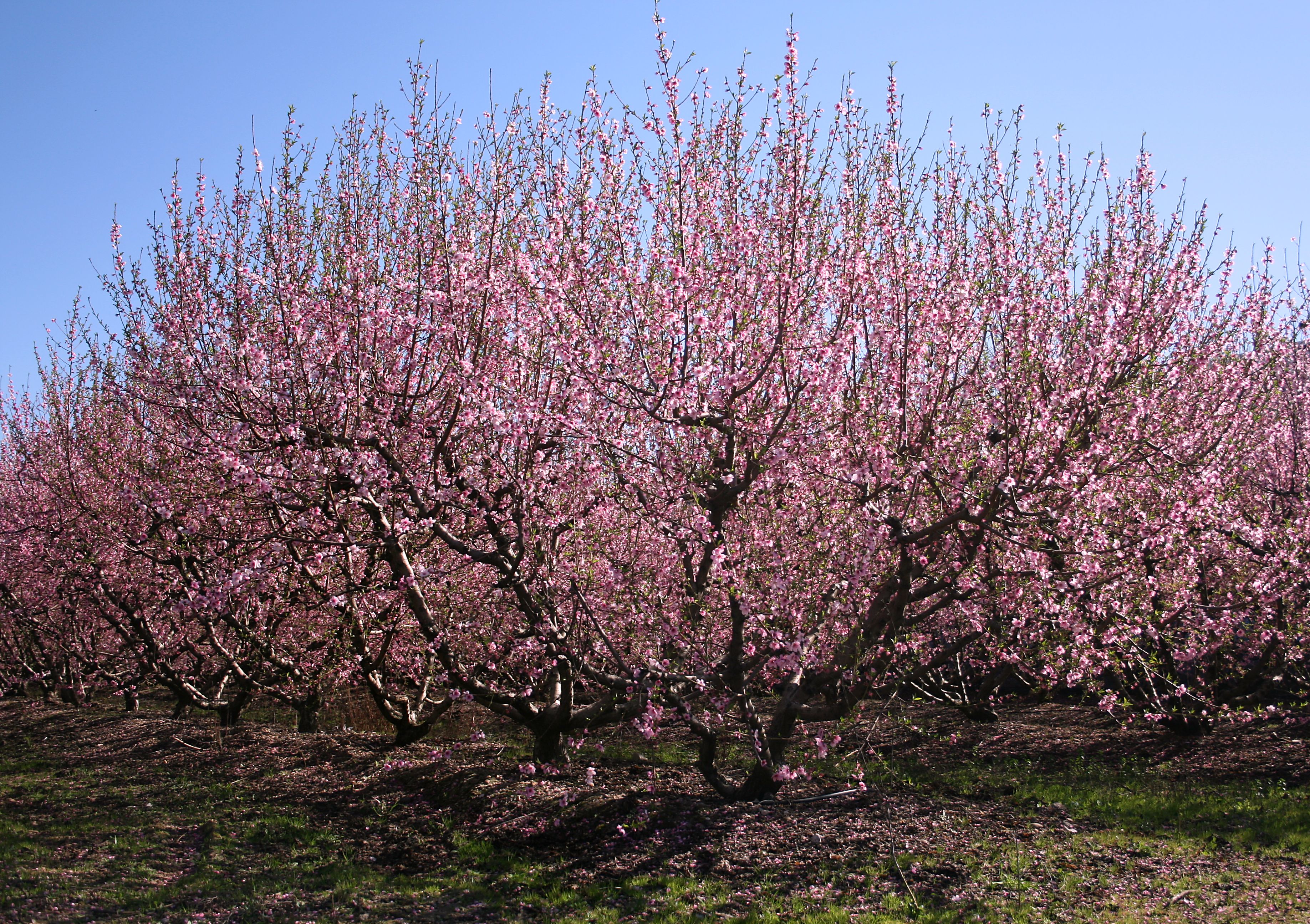 Tailler les arbres fruitiers permet d'en prendre soin et d'avoir un bon rendement l'été. ©  Traianeum, wikipedia,  CC-BY-SA-3.0-2.5-2.0-1.0
