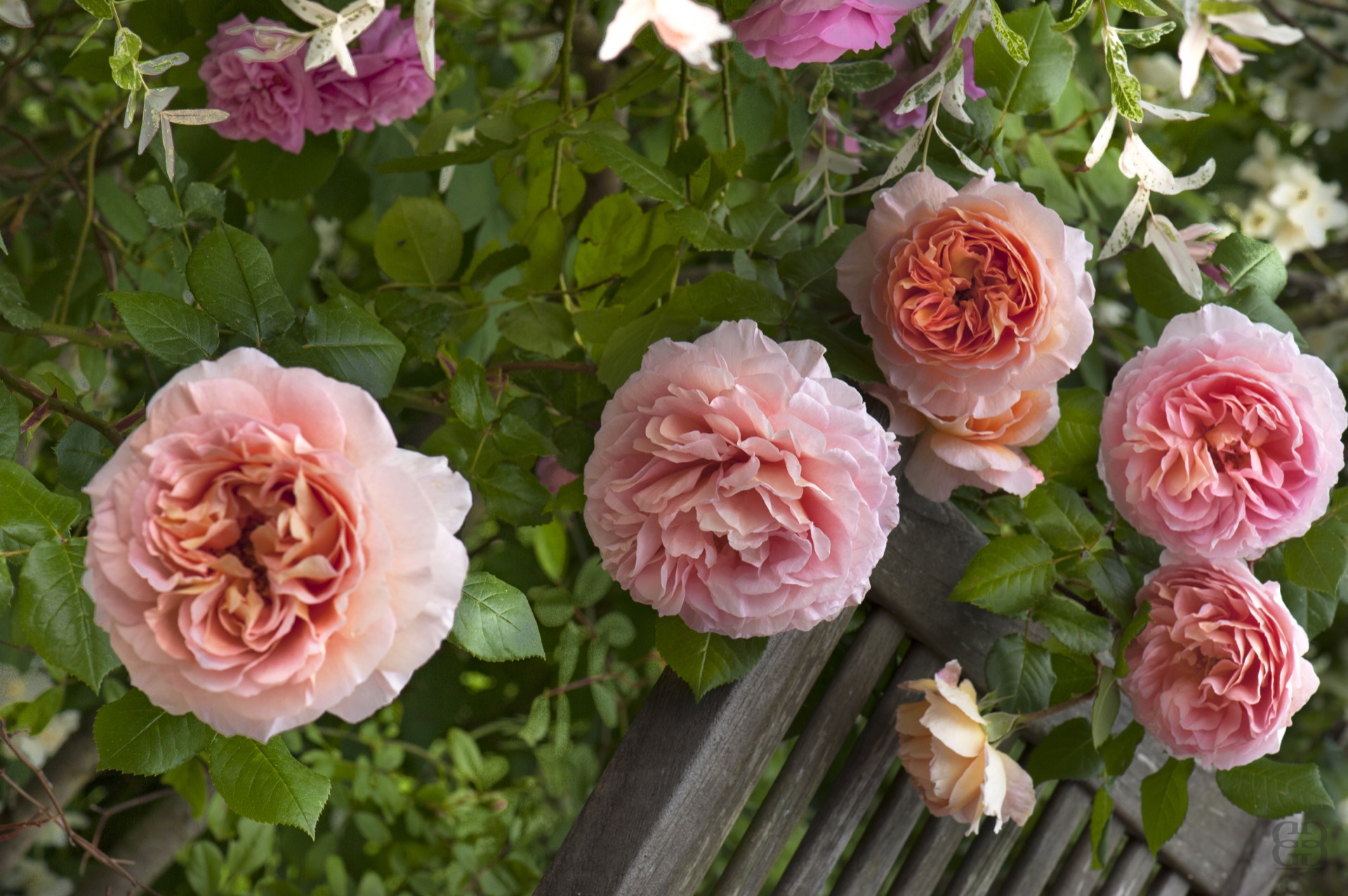 Le marcottage des rosiers anciens en particulier permet de reproduire des variétés rares. © Créafolios pour Futura, reproduction interdite