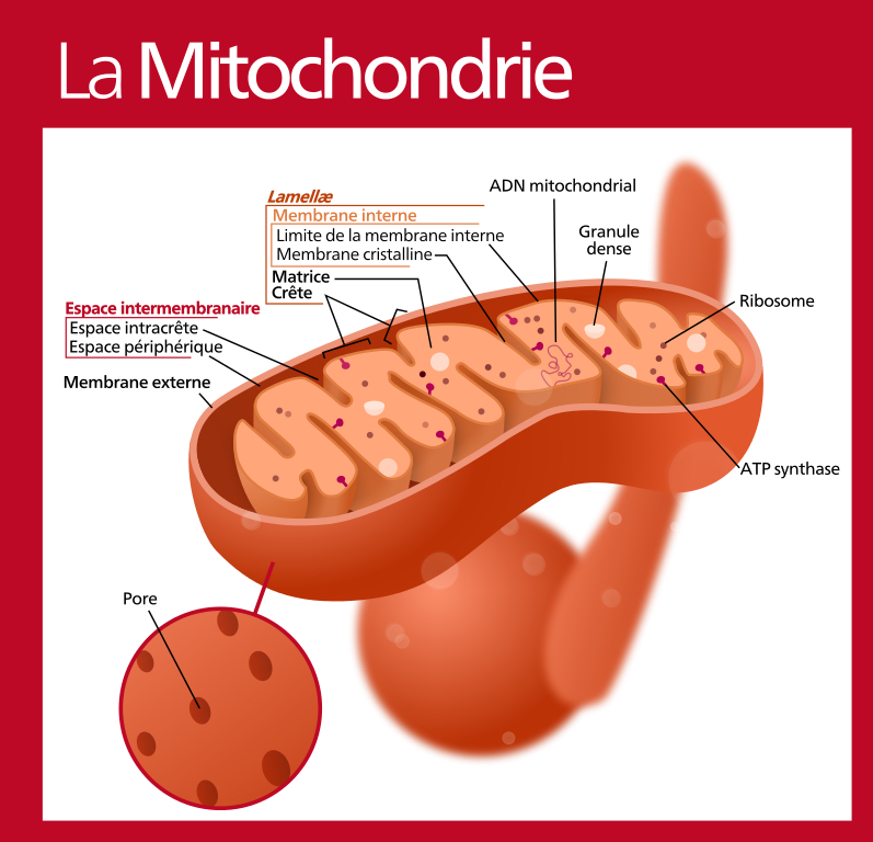 La mitochondrie est un organite présent à l’intérieur des cellules eucaryotes. Elle permet la production d’énergie et assure le fonctionnement de la cellule. L’ensemble des mitochondries d’une cellule est appelé le chondriome. © Hawk-Eye, Wikimedia Commons, cc by sa 3.0