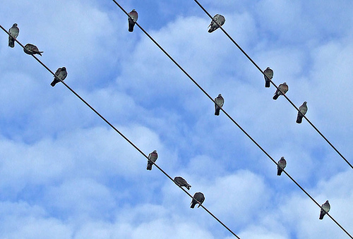Ces pigeons perchés sur des fils électriques ne risquent pas l’électrocution. © Racineur CC by-nc-nd 2.0