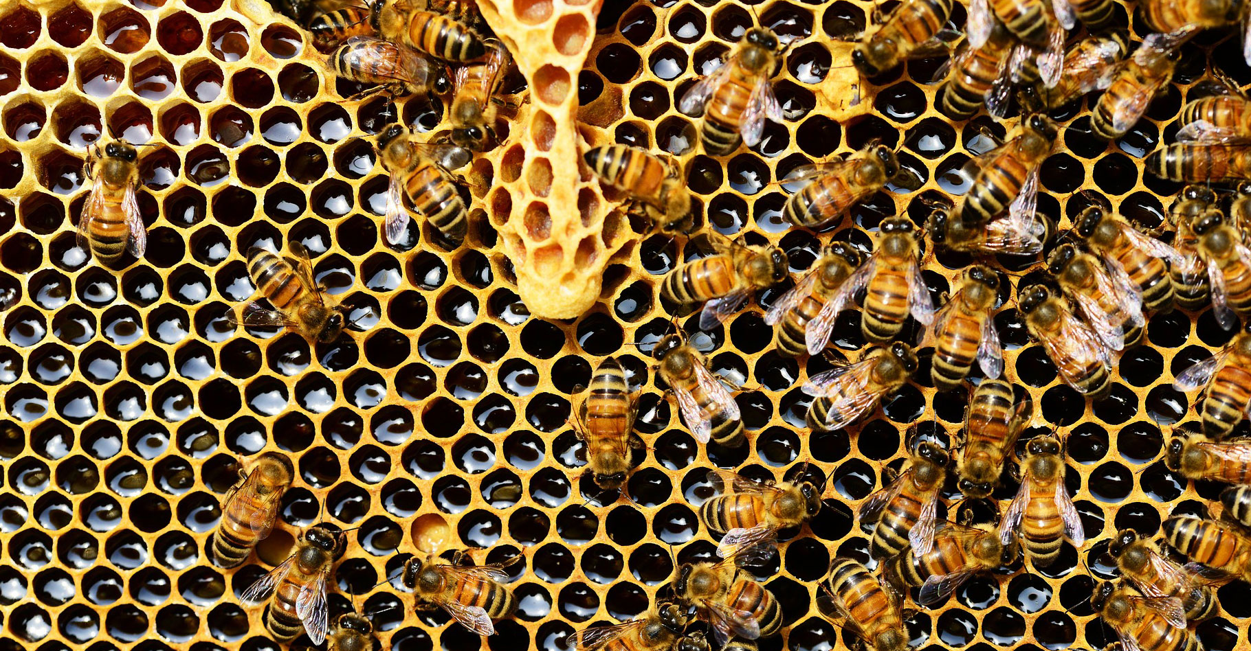 Les alvéoles d'une ruche.© PollyDot, Pixabay, DP