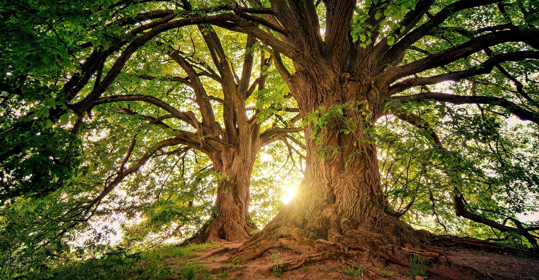 Les arbres stockent le CO2 et aident ainsi à lutter contre le réchauffement climatique. Mais, l’équation pourrait ne pas être aussi simple. © jplenio, Pixabay, CC0 Creative Commons