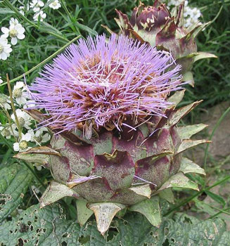 Parmis les beaux légumes, l'artichaut possède de belles couleurs © GNU Free Documentation License Wikipedia