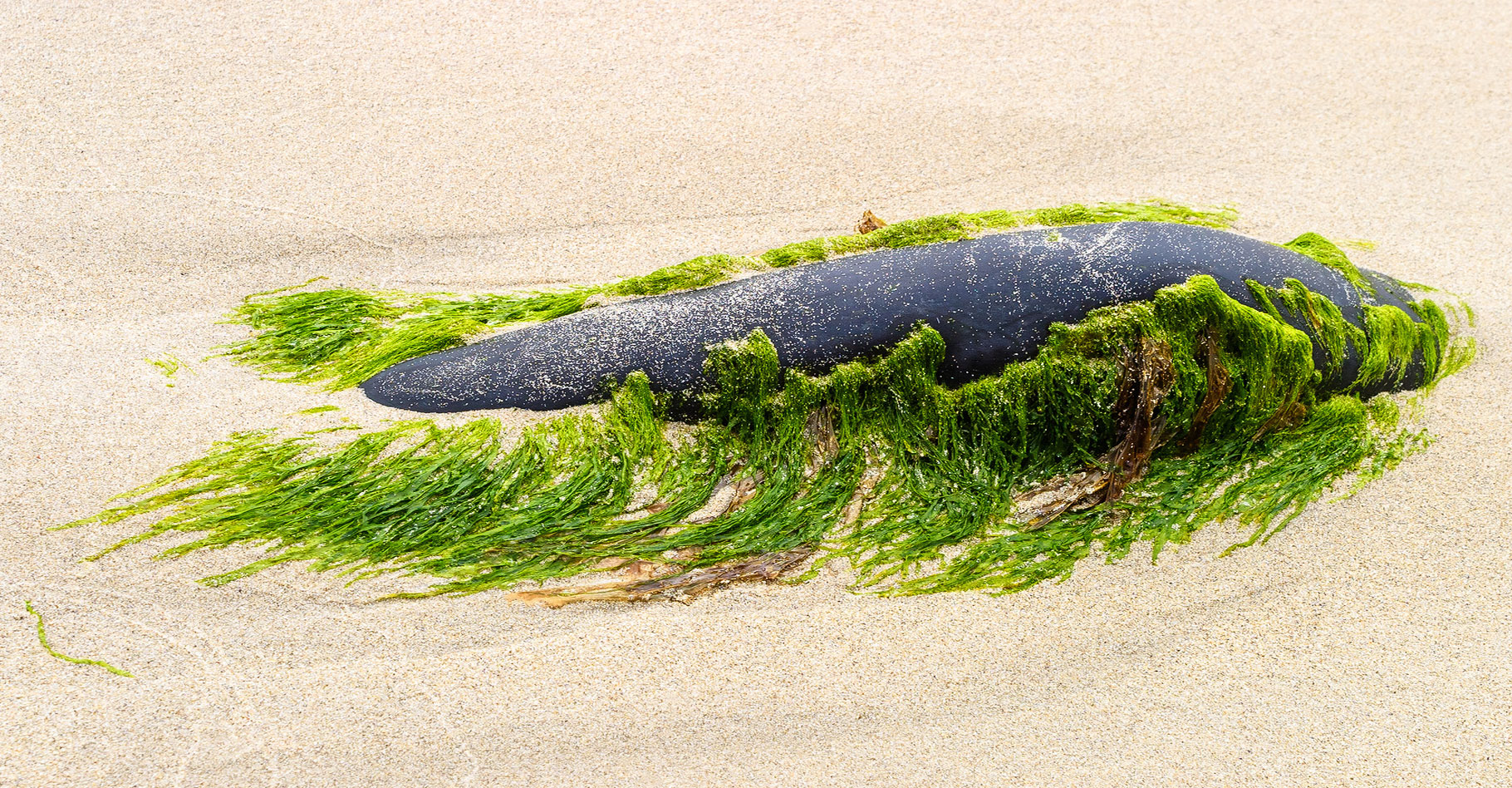 Les algues, comme le goémon, constituent un engrais parfait. © Lars Johansson, Fotolia