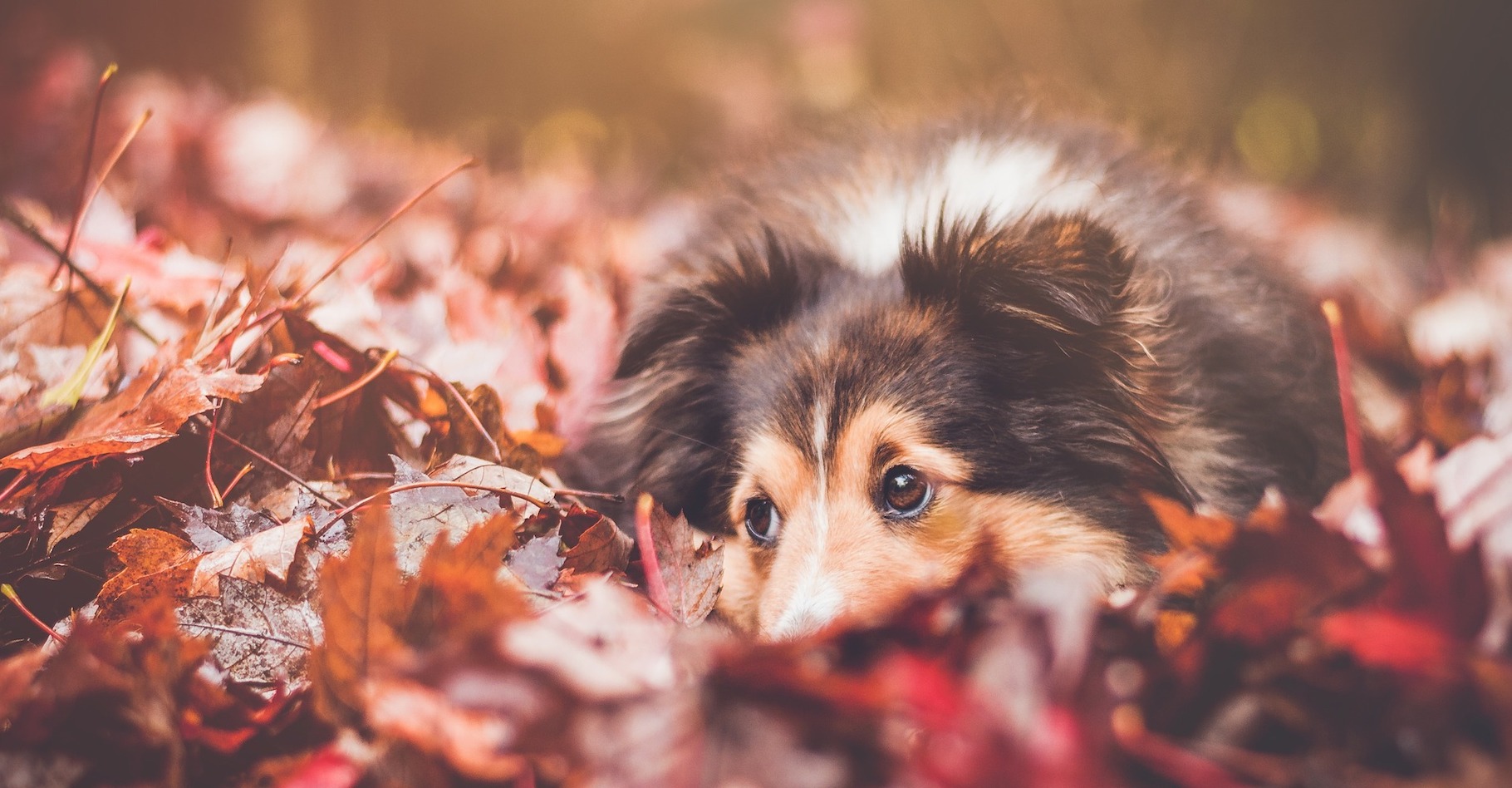 En automne, certains dangers spécifiques guettent nos chiens et nos chats. © StockSnap, Pixabay License