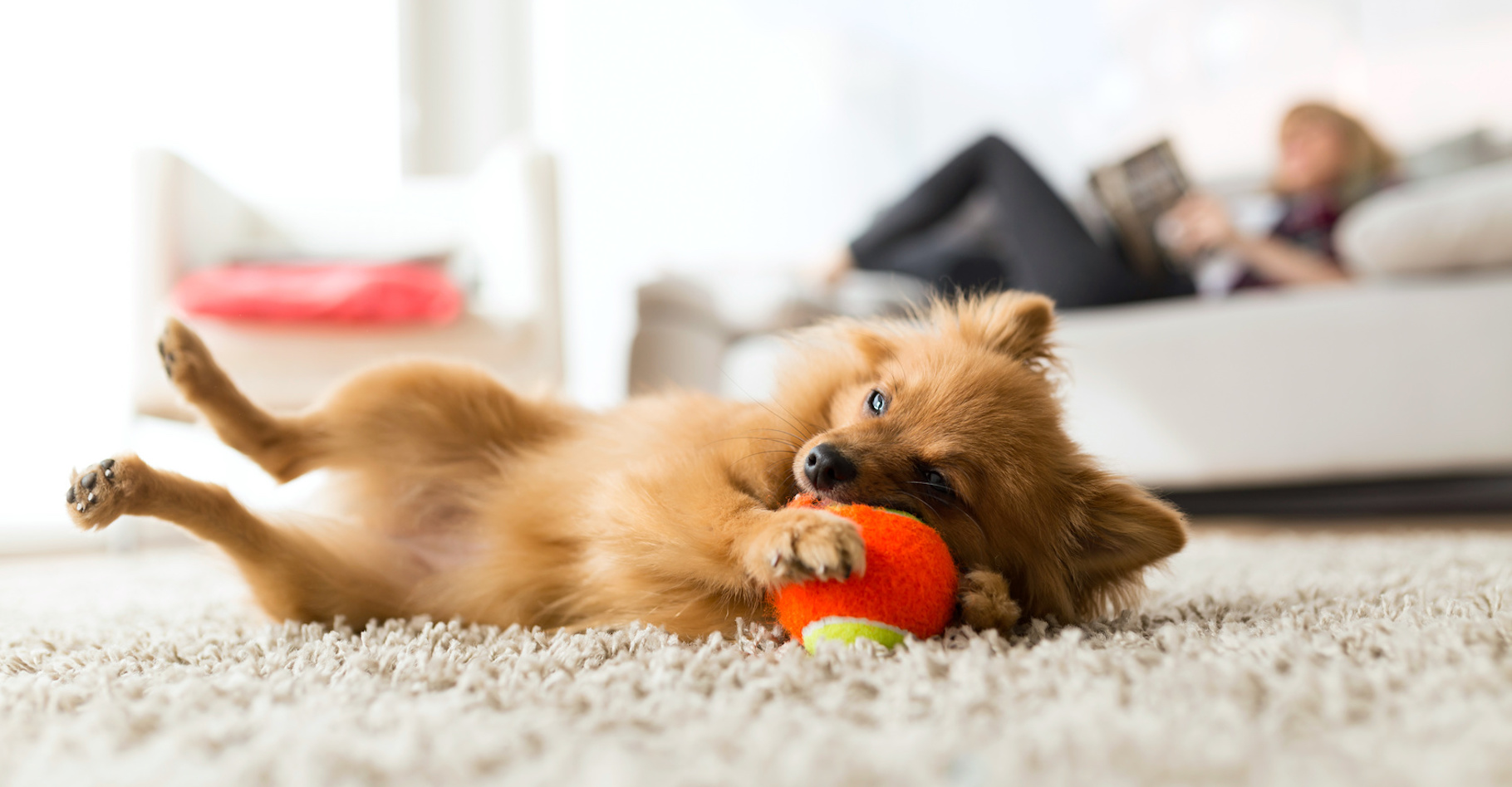 Un chien peut parfaitement vivre heureux dans un appartement. © nenetus, Fotolia