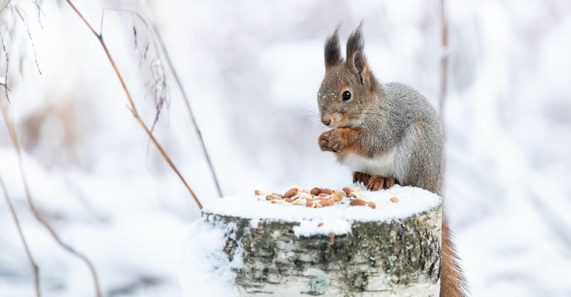 Pendant l’hiver, l’écureuil n’hiberne pas. Mais il choisit tout de ne pas boire pendant toute sa période de « repos hivernal », d’hivernation. © Susannahietanen, Adobe Stock