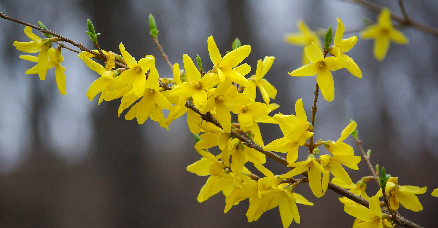Le forsythia en fleur, c'est l'arrivée du printemps. © Kimdaejung, Pixabay, DP