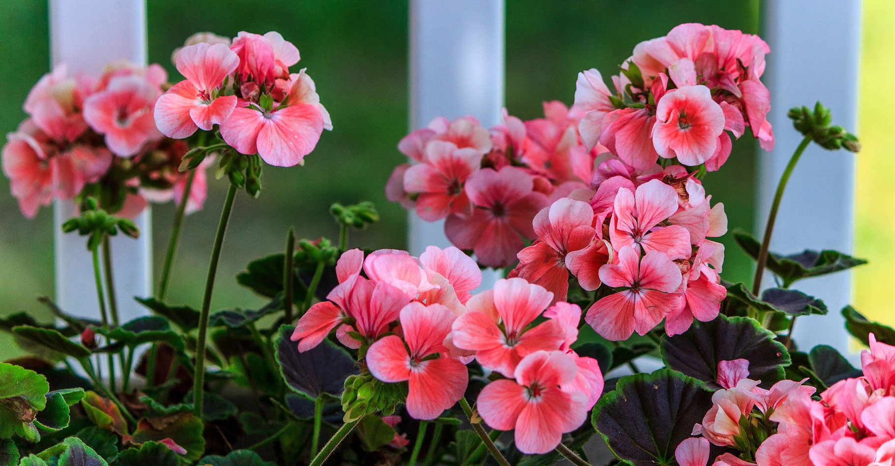 Les géraniums fleurissent nombre de&nbsp;balcons. © James De Mers, Pixabay, DP
