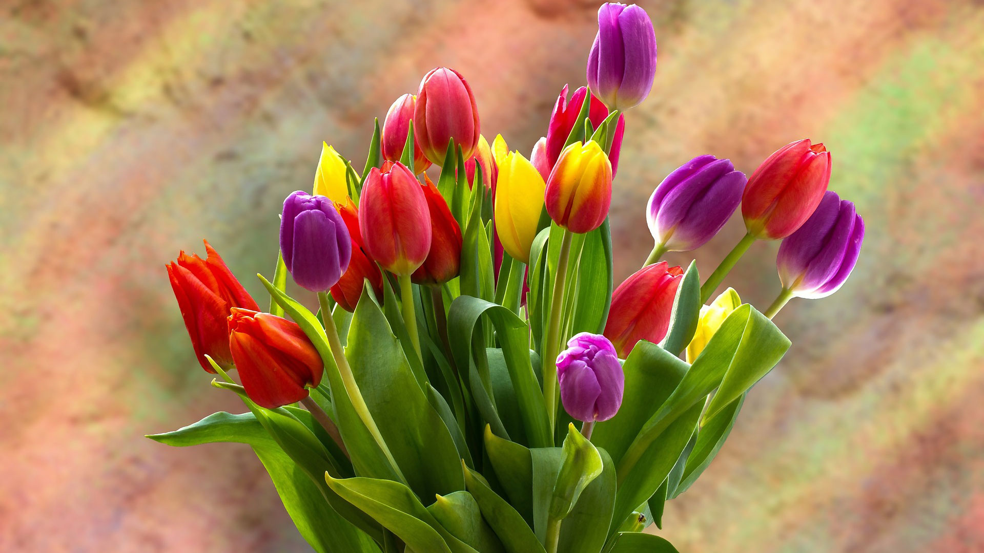 La tulipe, une bulbeuse raffinée. © Capri23auto, Pixabay, DP