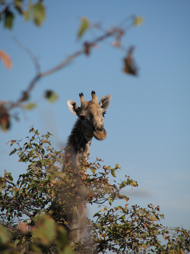 La girafe Giraffa camelopardalis est un ruminant, comme les vaches, pouvant atteindre une vitesse de 56 km/h en course. Son espérance de vie serait comprise entre 25 et 30 ans. © Ecololo, Flickr, CC by-nc-sa 2.0
