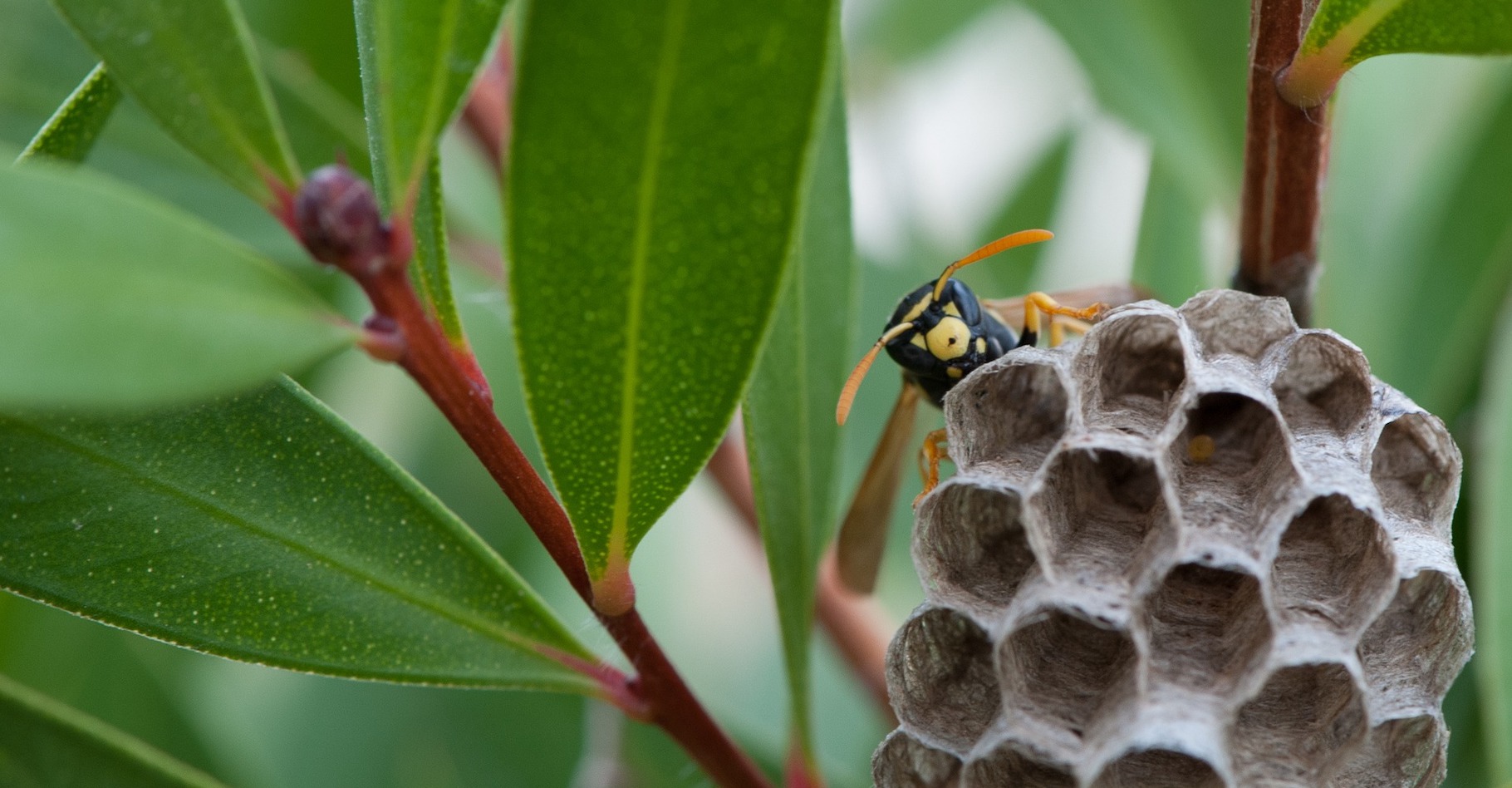 Les nids de guêpes sont tout simplement faits de papier mâché. © oreana3, Pixabay License
