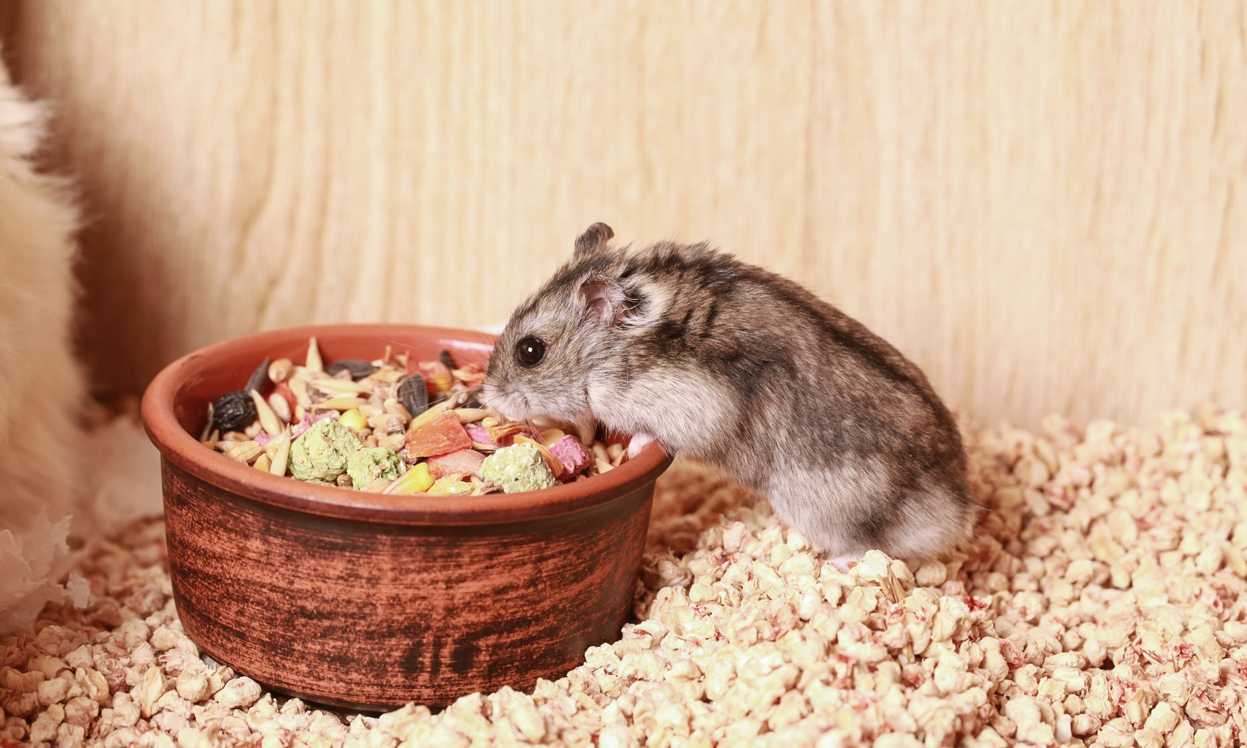 L'espérance de vie d'un hamster peut être allongée en prêtant attention à certains facteurs. ©liliya, Adobe Stock