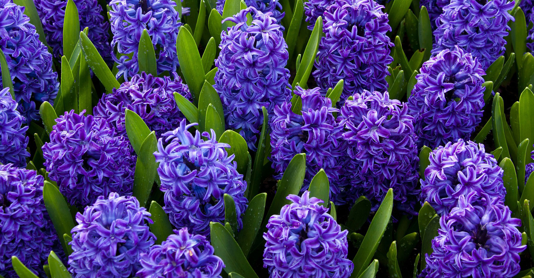Jacinthes bleues. ©&nbsp;PublicDomainPictures, Pixabay, Domaine Public