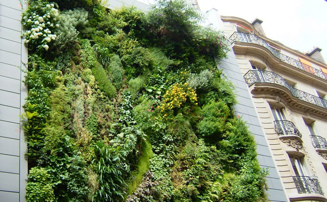 Jardin vertical sur une façade d'un immeuble parisien. Crédits DR.