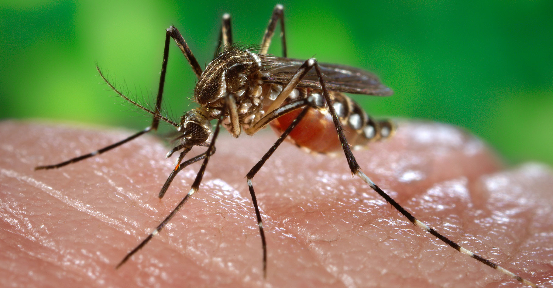 Le moustique peut transmettre une maladie. © James Gathany, Centers for Disease Control and Prevention, USA, domaine public