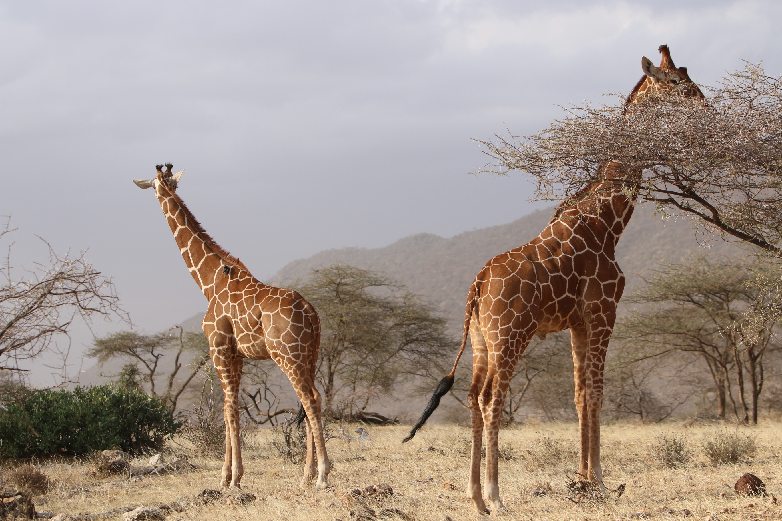 La savane et les girafes en Afrique. © Pxhere, domaine public