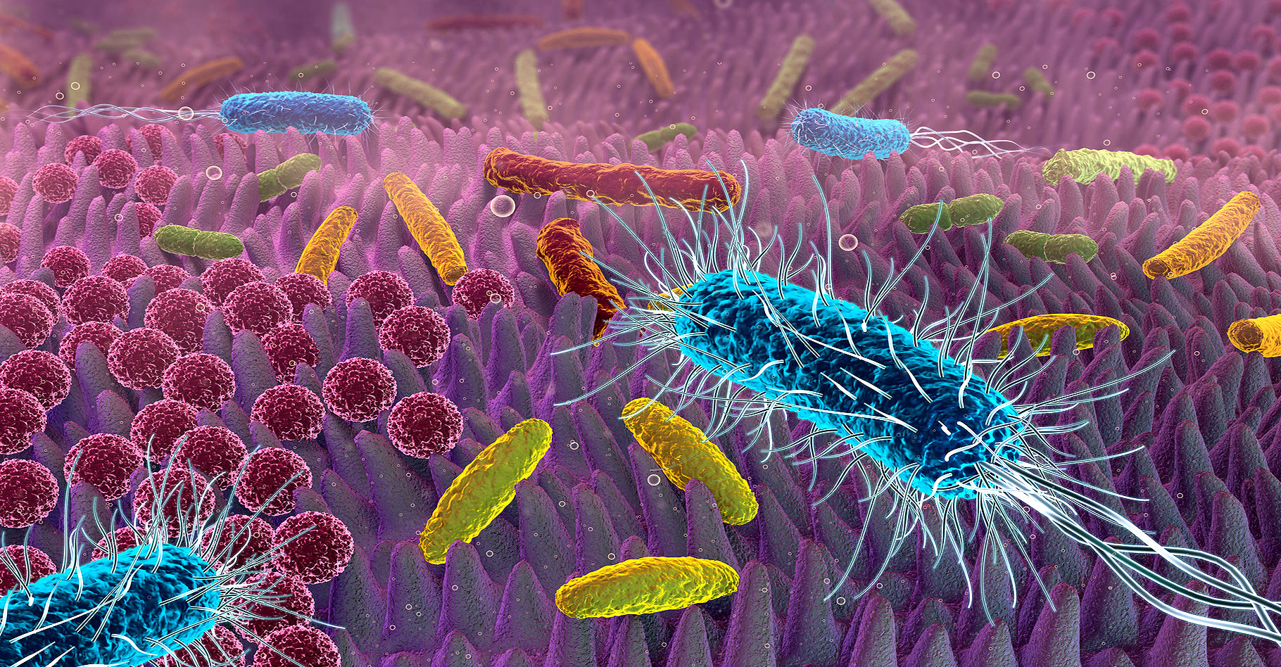 La flore intestinale : des micro-organismes indispensables à notre santé. © Fotolia